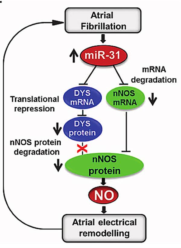 Algoritmo FA Mi RNA 31