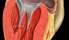 Heart Left Atrial Appendage Tee View