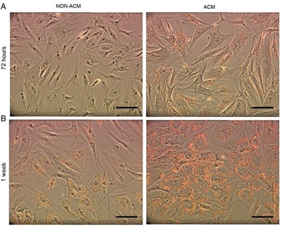Ico_per news Ricerca