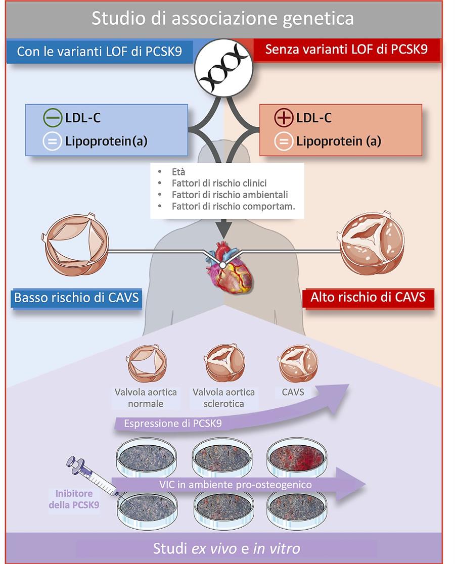 PCSK) CAVS Visual Abstract